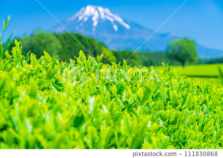 [Early summer material] Fresh green Obuchi Sasaba tea plantation [Shizuoka Prefecture] 111830868