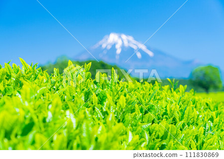 [Early summer material] Fresh green Obuchi Sasaba tea plantation [Shizuoka Prefecture] 111830869