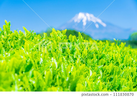 [Early summer material] Fresh green Obuchi Sasaba tea plantation [Shizuoka Prefecture] 111830870