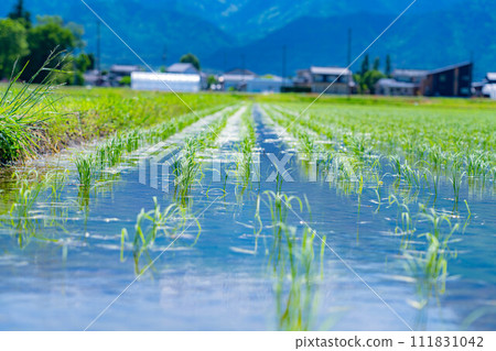 [大米材料]種植的水稻[長野縣] 111831042