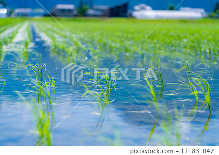 [大米材料]種植的水稻[長野縣] 111831047