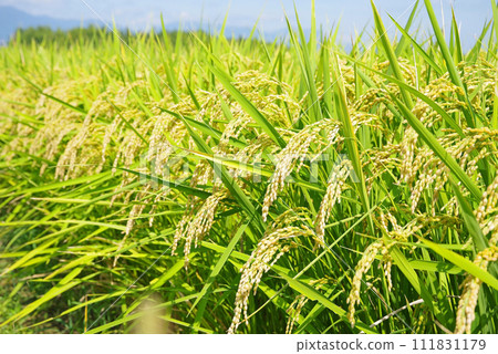 【秋收】收割前的稻穗 【秋收】收割前的稻穗 111831179