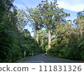 A giant kauri tree stands like a gate next to a road in Waipoua Forest, New Zealand. 111831326