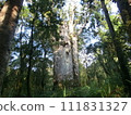 A giant kauri tree called Tematsanahere, the father of Waipoua Forest, New Zealand 111831327