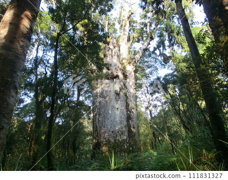 A giant kauri tree called Tematsanahere, the father of Waipoua Forest, New Zealand 111831327
