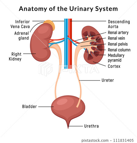 Urinary system anatomy. Incontinence biology infection uti, ureter kidney bladder vector diagram 111831405