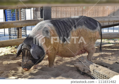 1 阿約 1 阿約 111831482