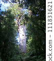Tanemahuta, the forest god of Waipoua, New Zealand, green forest and giant kauri trees 111831621