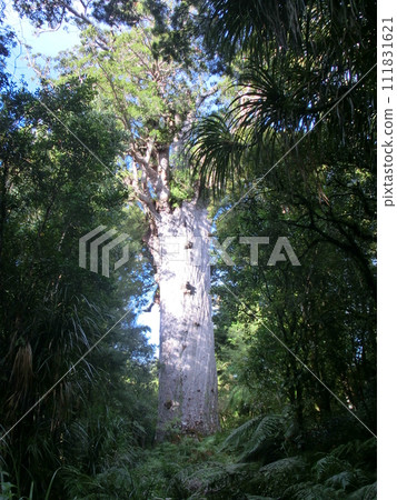 Tanemahuta, the forest god of Waipoua, New Zealand, green forest and giant kauri trees 111831621