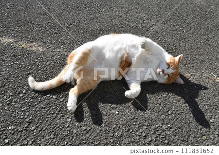 Stray cat lying down with belly showing in Shizuoka Stray cat lying down with belly showing in Shizuoka 111831652