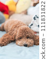 玩具貴賓犬在床上放鬆 111831822