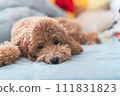 一個軟墊玩具貴賓犬 111831823