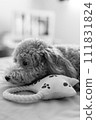 玩具貴賓犬放鬆 111831824