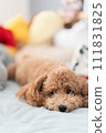 睡在床上的玩具貴賓犬 111831825
