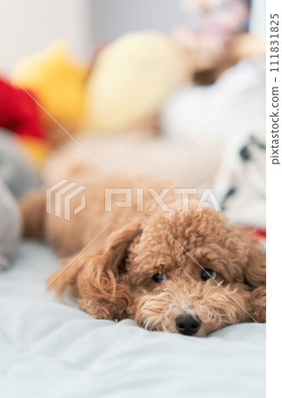 睡在床上的玩具貴賓犬 111831825