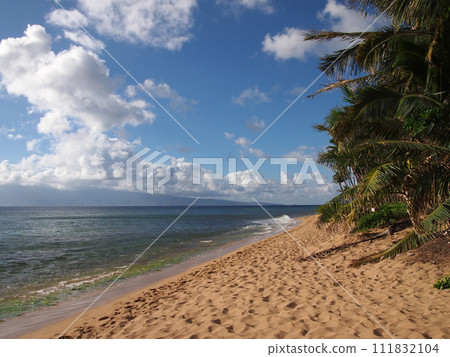 Kaanapali Beach with gentle waves and Coconut trees 111832104