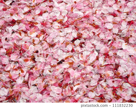 fallen cherry blossom petals 111832230