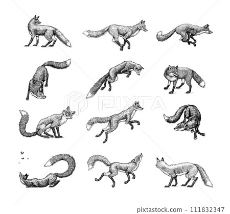 Wild red fox set. Forest ginger animal flying and jumping. Vector Engraved hand drawn Vintage sketch 111832347