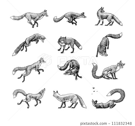 Wild red fox set. Forest ginger animal flying and jumping. Vector Engraved hand drawn Vintage sketch Wild red fox set. Forest ginger animal flying and jumping. Vector Engraved hand drawn Vintage sketch 111832348