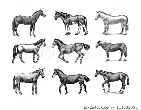 A Set Of Horses In Different Poses On A White Background. Hand drawn animal. Woodcut outline sketch 111832353