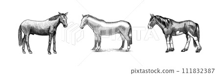 A Set Of Horses In Different Poses On A White Background. Hand drawn animal. Woodcut outline sketch A Set Of Horses In Different Poses On A White Background. Hand drawn animal. Woodcut outline sketch 111832387