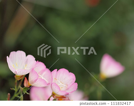 Hiruza 木草花與複製空間 Hiruza 木草花與複製空間 111832417