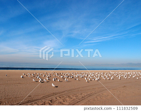 Flock of Western sea gulls rest on the beach in LA 111832509