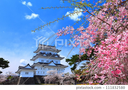 [Kanagawa Prefecture] Odawara Castle on a clear day and weeping cherry blossoms in full bloom 111832580
