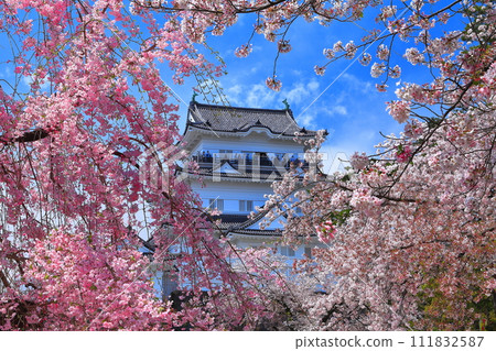 【神奈川縣】晴天的小田原城,垂枝櫻花盛開 【神奈川縣】晴天的小田原城,垂枝櫻花盛開 111832587