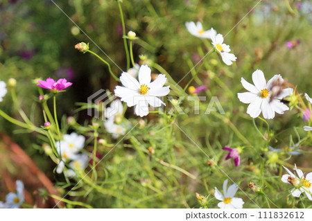 Cosmos flowers Cosmos flowers 111832612