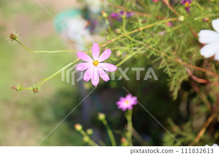 Cosmos flowers 111832613