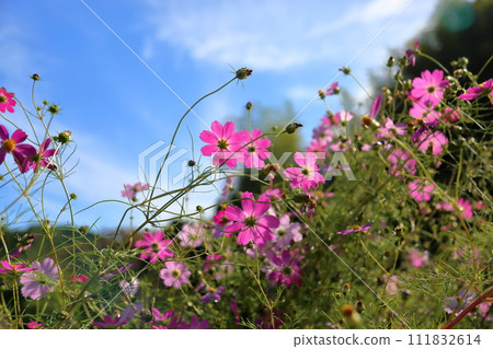 Cosmos flowers 111832614