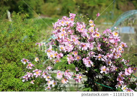 Shuigayuki flower 111832615