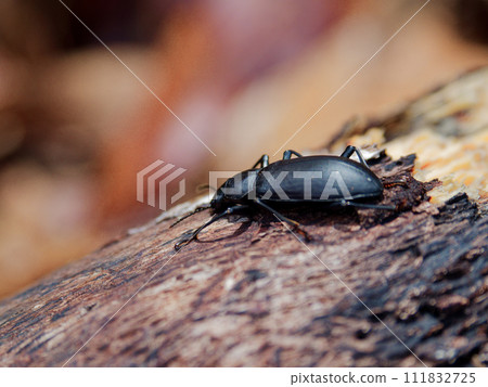 A beetle that crawled out of a rotten tree. A beetle that crawled out of a rotten tree. 111832725