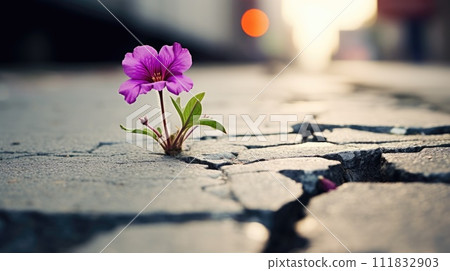 A resilient purple flower emerges from cracked asphalt on the street, Ai Generated. A resilient purple flower emerges from cracked asphalt on the street, Ai Generated. 111832903