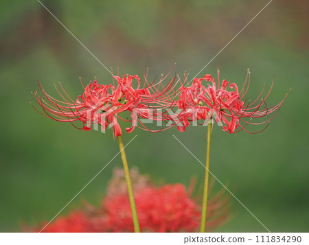 Red cluster amaryllis 111834290