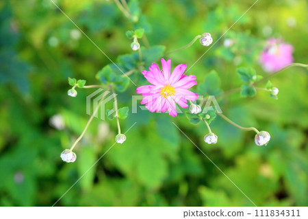 Shuigayuki flower 111834311