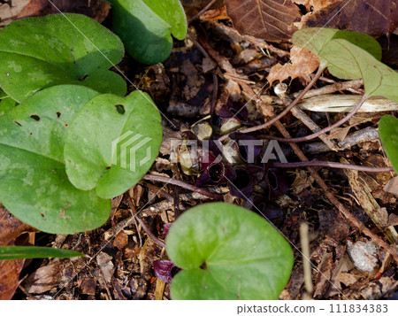 Flowering of a variety of Japanese mallow. Flowering of a variety of Japanese mallow. 111834383