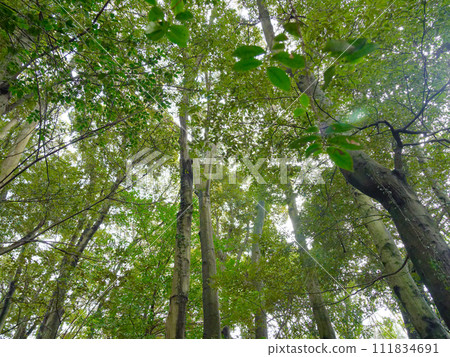 Canopy of a photosynthesizing evergreen broad-leaved forest Canopy of a photosynthesizing evergreen broad-leaved forest 111834691