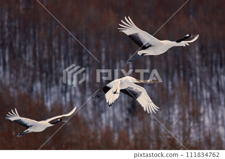 Flight of cranes Flight of cranes 111834762