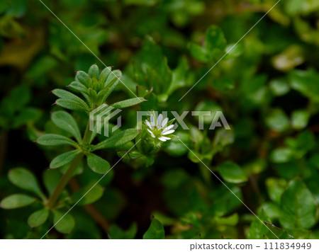 Small white flowers, flowering of Chickweed, Caryophyllaceae Small white flowers, flowering of Chickweed, Caryophyllaceae 111834949