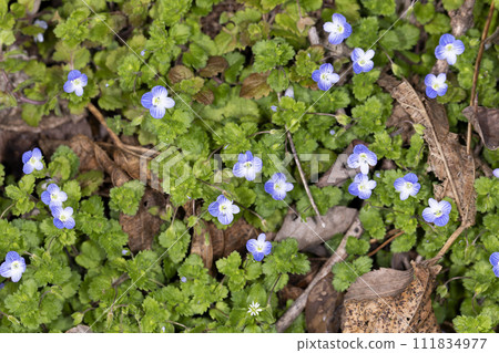 波斯Speedwell 111834977
