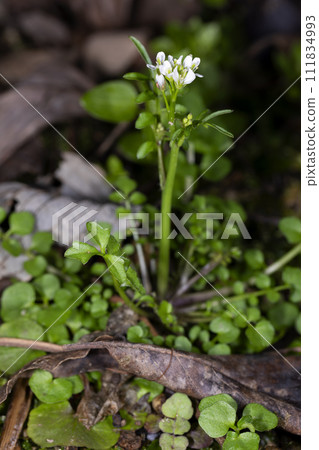 彎曲碎米薺 彎曲碎米薺 111834993