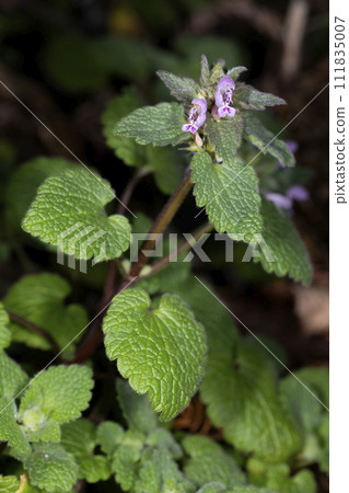 Himeodoricosoum 111835007