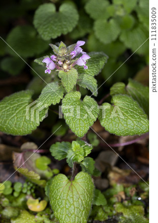 Himeodoricosoum 111835009
