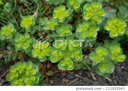 spurge 20230301 111835041