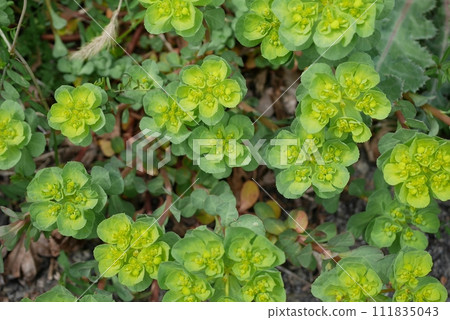 spurge 20230302 111835043