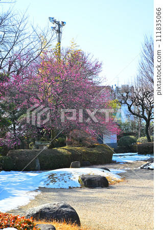 早春到來,紅梅殘雪滿園,川越城址公園 早春到來,紅梅殘雪滿園,川越城址公園 111835066