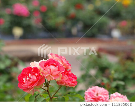 Pink rose flowers and copy space 111835068