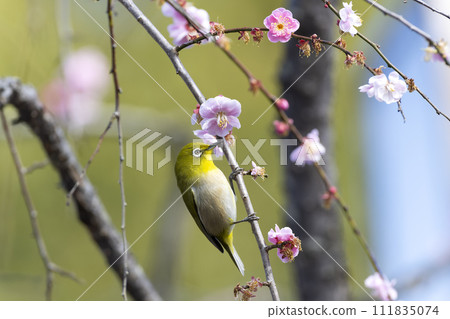 White-eye White-eye 111835074